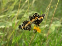 Texas Star - Lindheimera texana