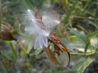 Antelope Horns - Asclepias asperula