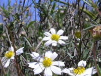 Black-Foot Daisy - Melampodium leucanthum