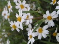 Black-Foot Daisy - Melampodium leucanthum