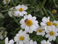 Black-Foot Daisy - Melampodium leucanthum