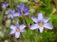 Blue-Eyed Grass - Sisyrinchium ensigerum