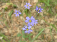 Blue-Eyed Grass - Sisyrinchium ensigerum