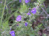 Blue Sage - Salvia texana