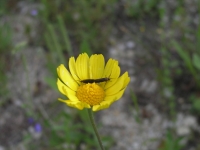 Cowpen Daisy - Verbesina encelioides