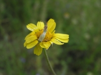 Cowpen Daisy - Verbesina encelioides