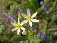 Crow Poison - Nothoscordum bivalve