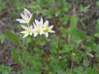 Crow Poison - Nothoscordum bivalve