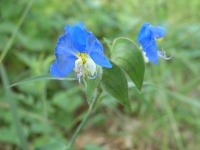 Day Flower - Commelina erecta