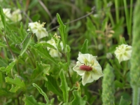 False Nightshade - Chamaesaracha sordida