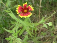 Firewheel, Indian Blanket - Gaillardia pulchella