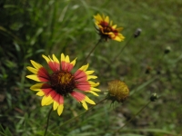 Firewheel, Indian Blanket - Gaillardia pulchella