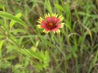 Firewheel, Indian Blanket - Gaillardia pulchella