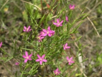 Lady Bird's Centaury - Centaurium texense