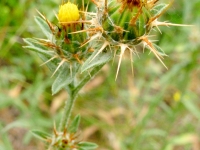 Malta Star-Thistle - Centaurea melitensis
