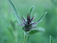 Malta Star-Thistle - Centaurea melitensis