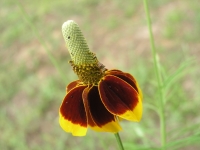 Mexican Hat - Ratibida columnaris