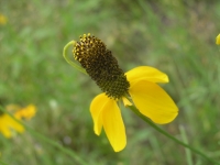 Mexican Hat - Ratibida columnaris