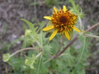 Nerve-Ray - Tetragonotheca texana