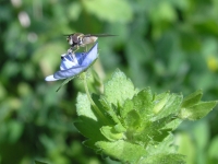 Persian Speedwell - Veronica persica