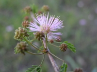Pink Mimosa - Mimosa borealis