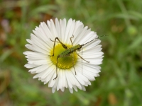 Prairie Fleabane - Erigeron modestus