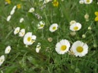 Prairie Fleabane - Erigeron modestus