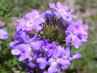 Prairie Verbena - Verbena bipinnatifida