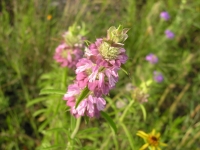 Purple Horsemint, Lemon Beebalm - Monarda citriodora