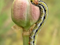 Rain-Lily - Cooperia pedunculata