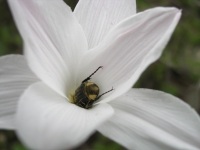 Rain-Lily - Cooperia pedunculata