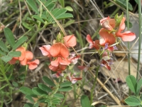 Scarlet Pea - Indigofera miniata