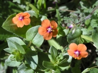 Scarlet Pimpernel - Anagallis arvensis