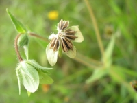 Texas Star - Lindheimera texana