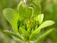 Texas Star - Lindheimera texana