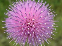 Texas Thistle - Cirsium texanum