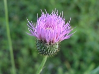 Texas Thistle - Cirsium texanum