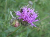 Texas Thistle - Cirsium texanum