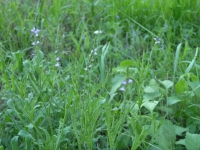 Texas Vervain - Verbena Halei