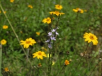 Texas Vervain - Verbena Halei