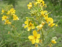 Two-Leaved Senna - Cassia Roemeriana