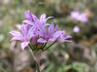 Wild Garlic - Allium Drummondii