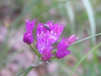 Wild Garlic - Allium Drummondii