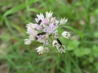 Wild Garlic - Allium Drummondii