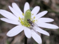 Wind-Flower - Anemone heterophylla