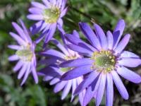 Wind-Flower - Anemone heterophylla