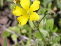 Yellow Wood-Sorrel - Oxalis Dillenii