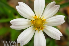 Black-foot Daisy - Melampodium leucanthum