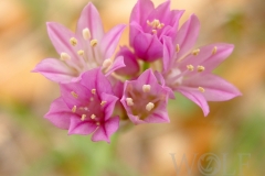 Wild Garlic - Allium Drummondii