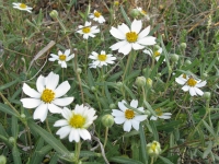 Black-foot Daisy - Melampodium leucanthum